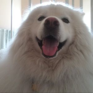 Bundle for @julesking